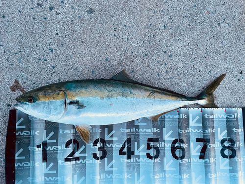 ブリの釣果
