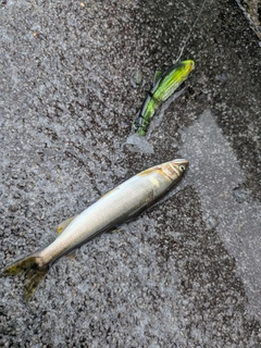 アユの釣果