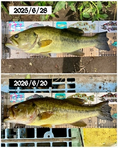 ブラックバスの釣果