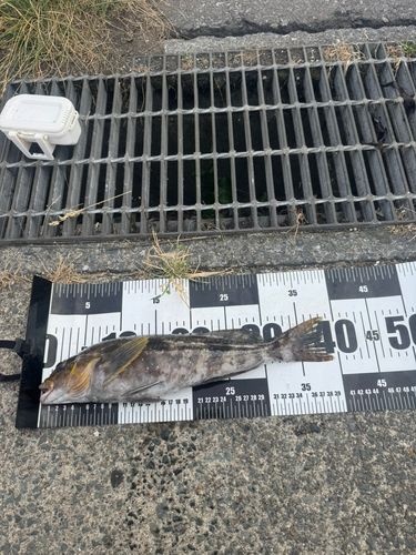 アイナメの釣果