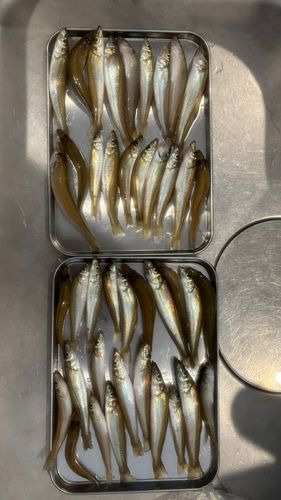 キスの釣果