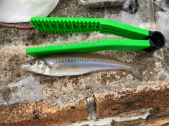 シロギスの釣果