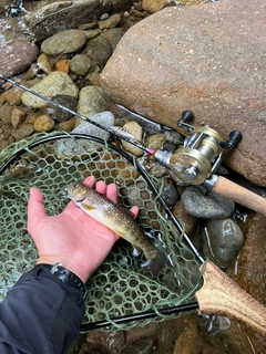 イワナの釣果