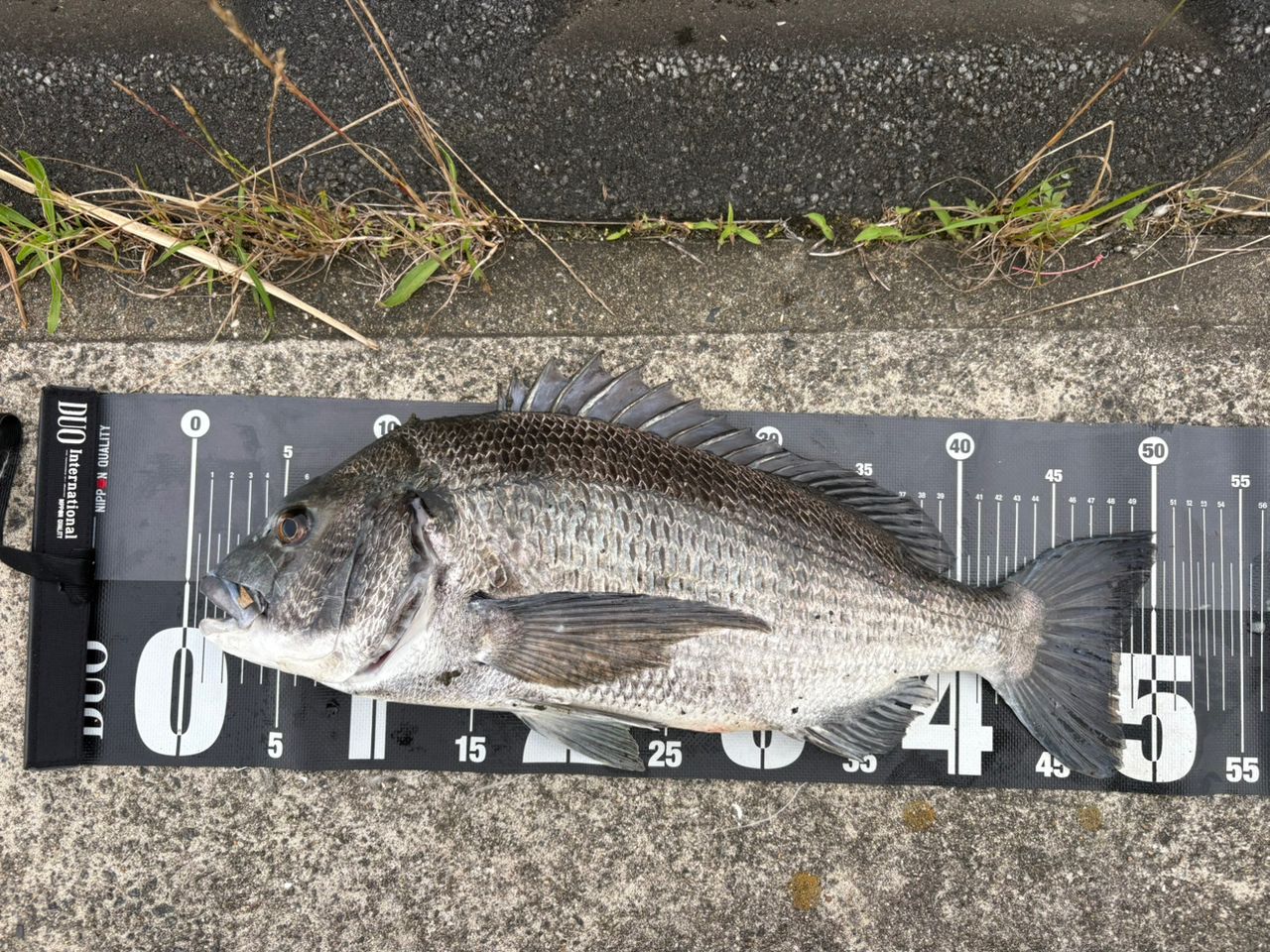 SHIMANO 20エクスセンス DC SS XG Lの最安値・インプレ・釣果 | 本音の