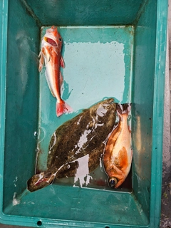 ヒラメの釣果
