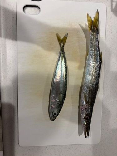 カマスの釣果