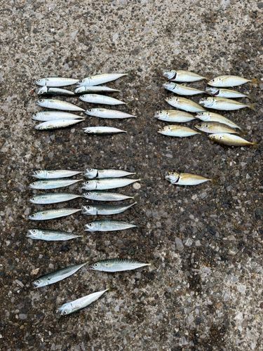 アジの釣果