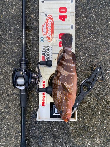 アコウの釣果
