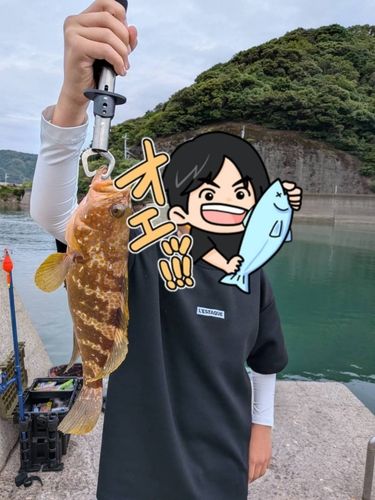 キジハタの釣果