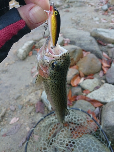 ニジマスの釣果