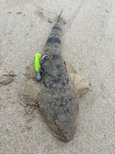マゴチの釣果