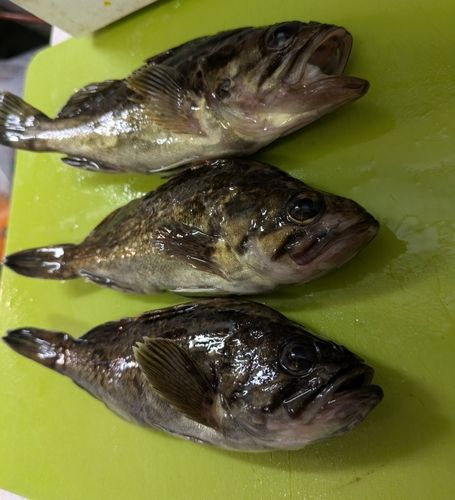 釣果