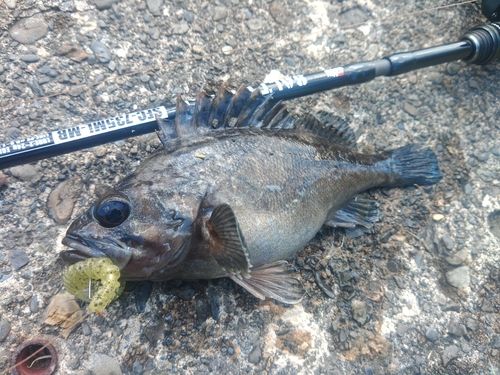 クロソイの釣果