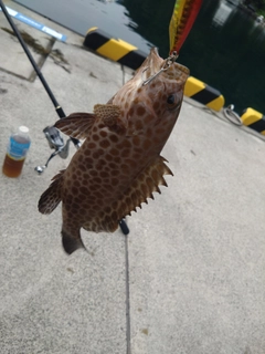 オオモンハタの釣果