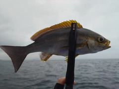 イサキの釣果
