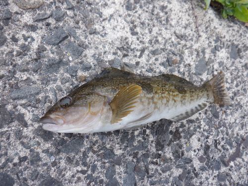 アイナメの釣果