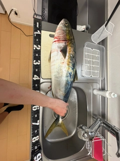 ブリの釣果
