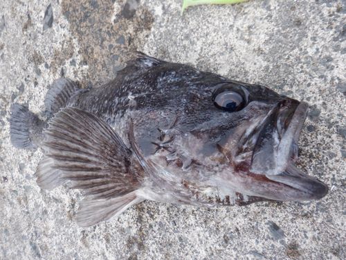 クロソイの釣果