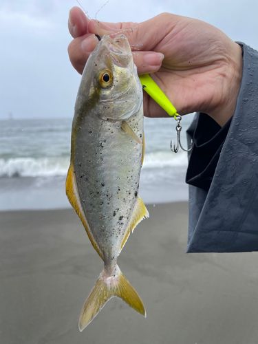 ショゴの釣果