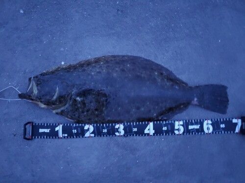 ヒラメの釣果