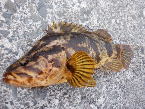 ベッコウゾイの釣果