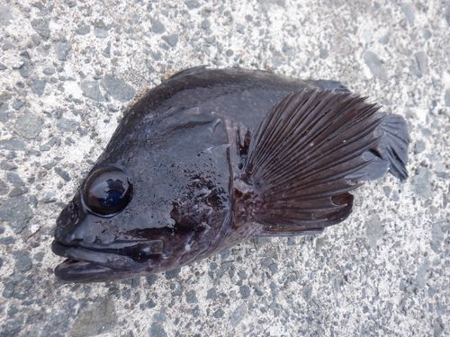 マゾイの釣果
