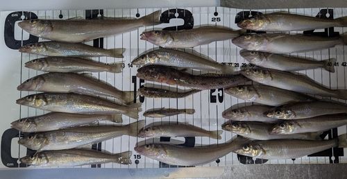 キスの釣果