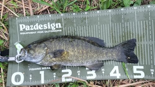 スモールマウスバスの釣果