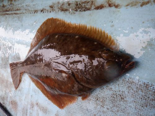 イシガレイの釣果