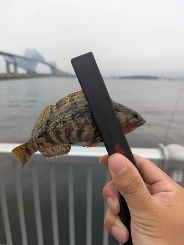 クジメの釣果