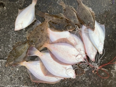 マガレイの釣果