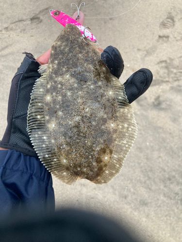 ソゲの釣果