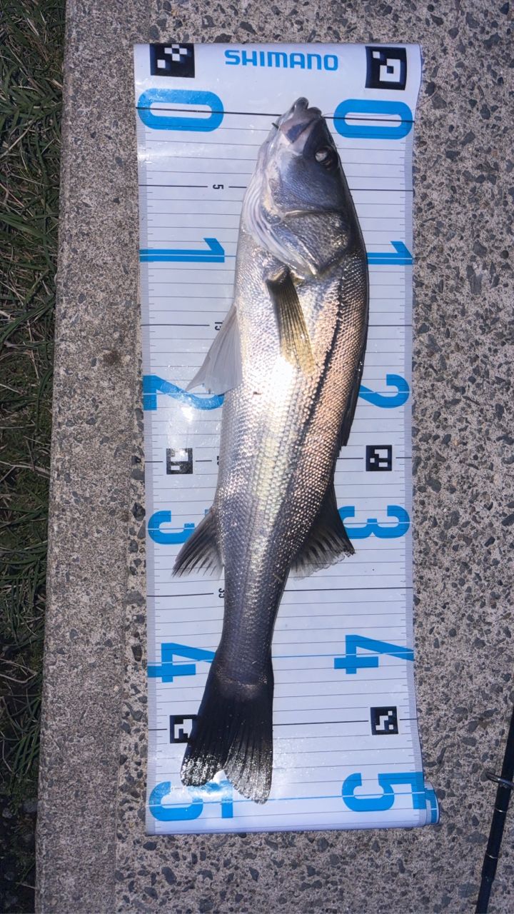YAMAGA Blanks アーリー・フォーシーバス 93Mの最安値・インプレ・釣果
