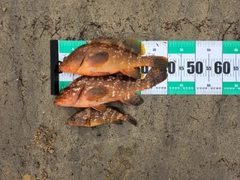 キジハタの釣果