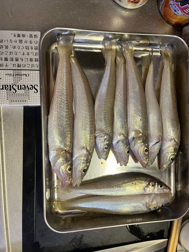 シロギスの釣果