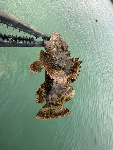 イヌカサゴの釣果