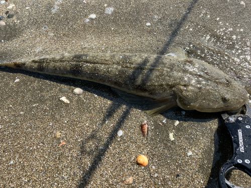 マゴチの釣果