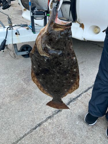 ヒラメの釣果