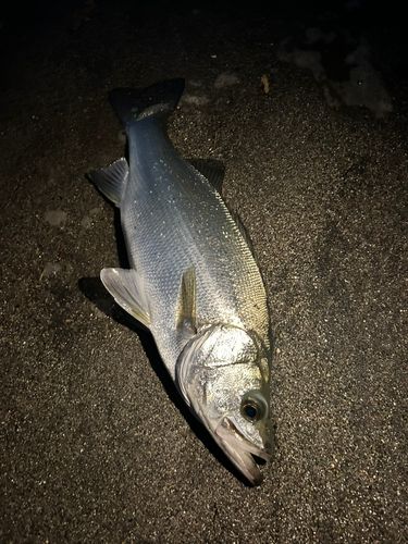 ヒラスズキの釣果