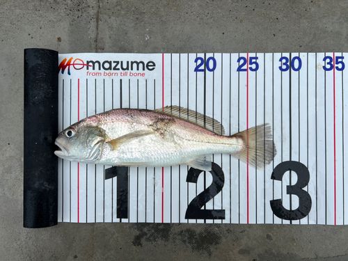 イシモチの釣果