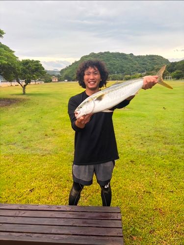 ヤズの釣果