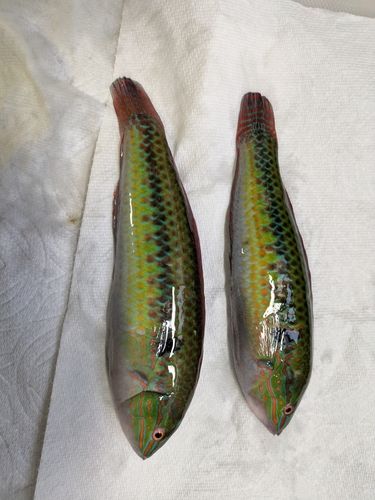 ベラの釣果