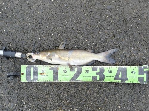 アメリカナマズの釣果