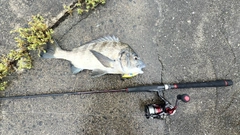 チヌの釣果