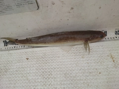 エソの釣果