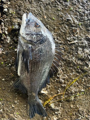 チヌの釣果