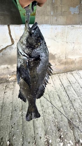 チヌの釣果