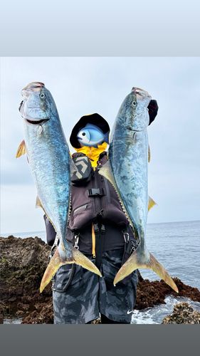 ブリの釣果