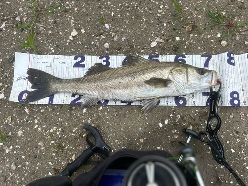 マルスズキの釣果