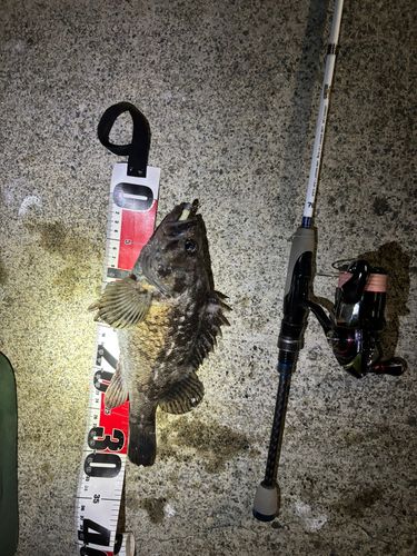 クロソイの釣果